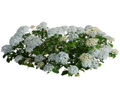 现代绣球花 花草花卉植物