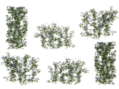 现代藤蔓植物 爬藤