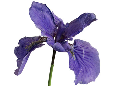 现代花卉 花草植物