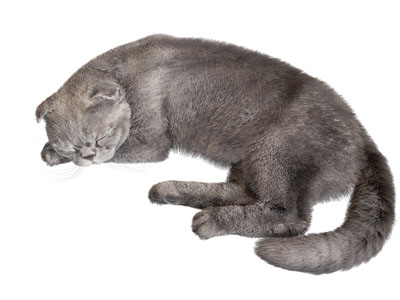 现代睡觉的猫 宠物 爬行动物
