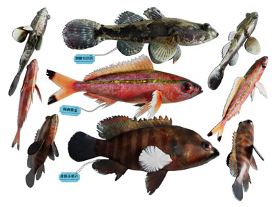 现代石斑鱼 海洋生物 水生动物