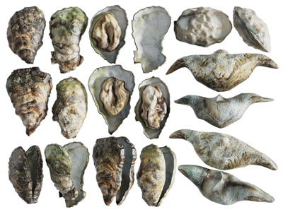 现代贝壳 牡蛎 海洋生物