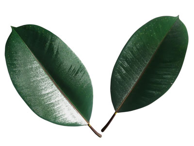 现代橡皮树树叶