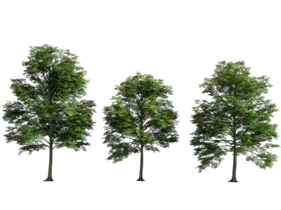 现代景观树木
