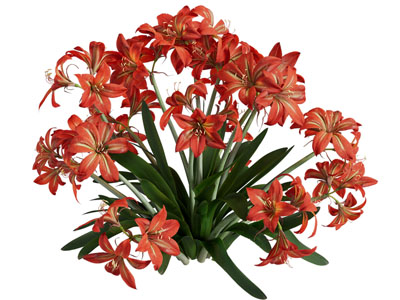 现代朱顶红 华胃兰 红花莲 花卉花草植物