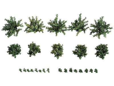 现代灌木 花草植物