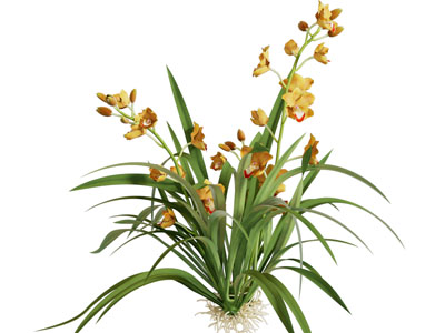 现代水仙花 花草花卉植物