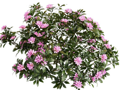现代开满花朵的花草植物