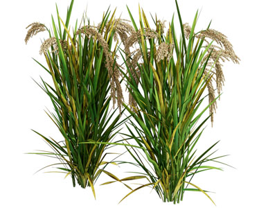 现代麦穗 农作物 花草植物