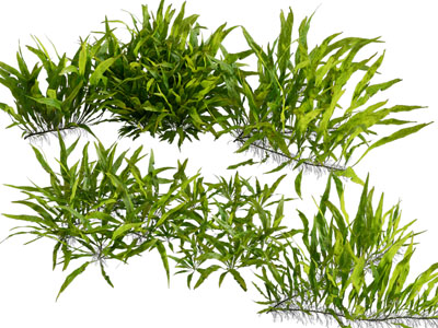 现代花草植物