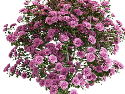 现代玫瑰花 月季花 花草植物