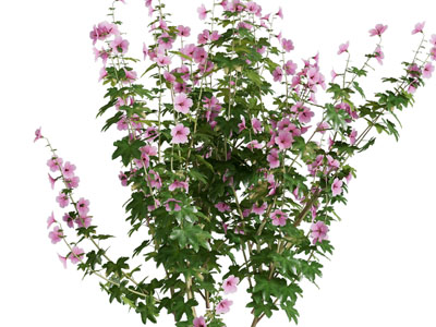 现代花卉花草植物