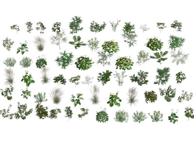 现代花草植物