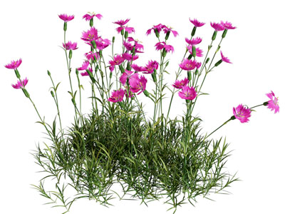 现代康乃馨花草花卉植物