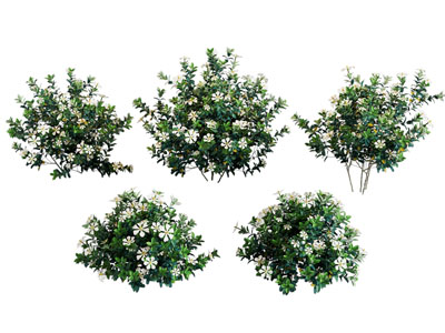 现代灌木 花草植物