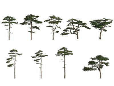 现代景观树木 松树