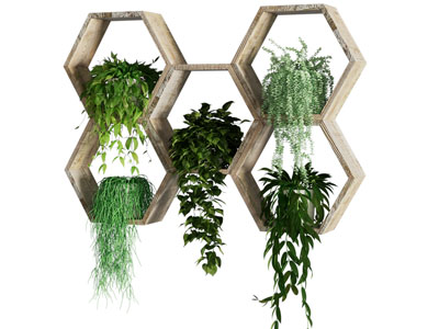 植物壁挂 墙饰
