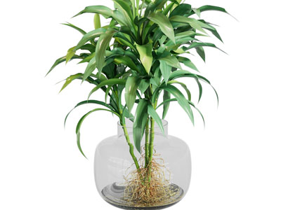 现代水生植物 花瓶花卉