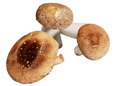 现代香菇 蘑菇 菌类蔬菜