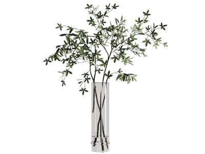 绿叶 树枝 水生植物