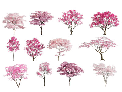 大树 樱花树 景观树