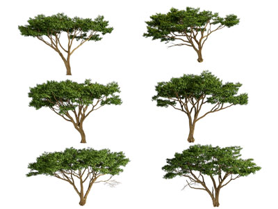 现代景观树木