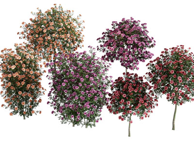 花草组合
