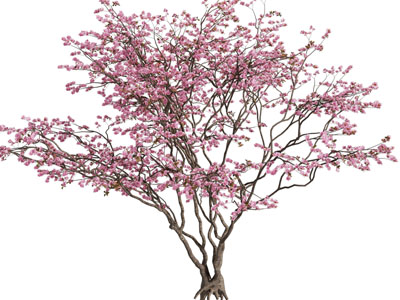 现代花树模型