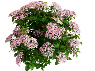 鲜花