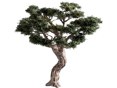 树木 橄榄树