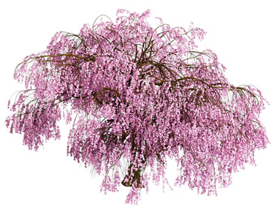 现代樱花树