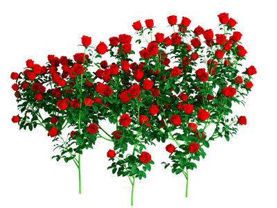 玫瑰花灌木花