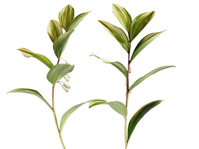 花草组合 花草 植物 树叶 绿植