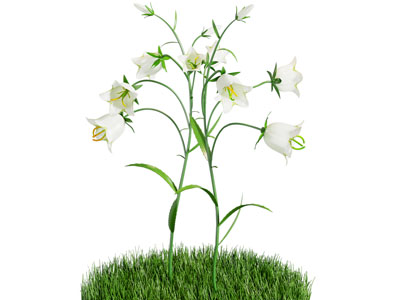 现代百合花