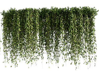 现代户外藤蔓植物 悬挂植物 常春藤