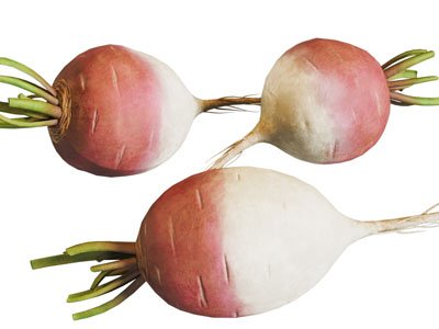 现代萝卜 蔬菜