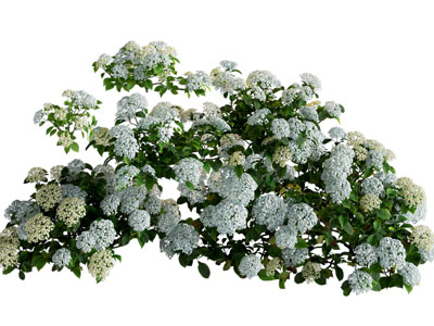 现代绣球花 花草花卉植物