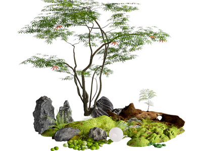 庭院乔木 鸡爪槭 苔藓微地形 植物堆