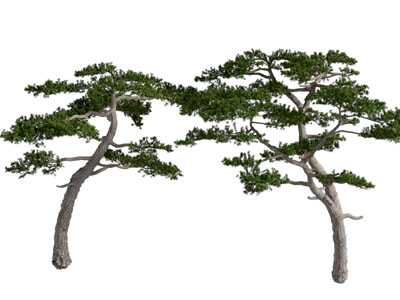 松树景观树