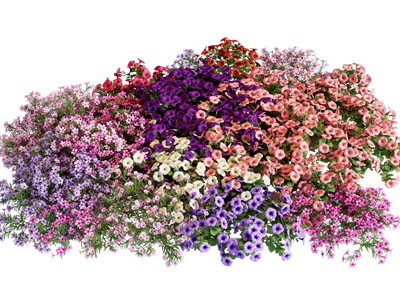 现代花草灌木自然景观