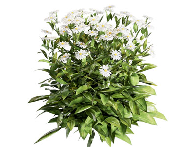 花草组合