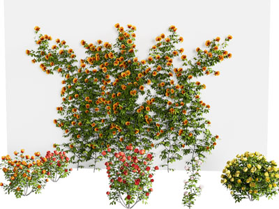 凌霄花树 藤蔓 爬墙植物 爬山虎