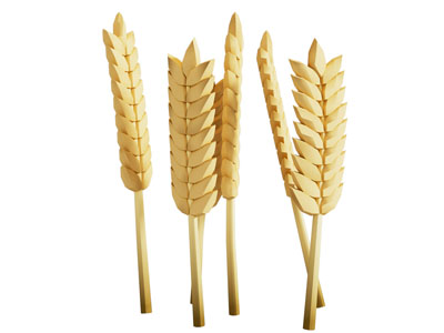 现代小麦麦穗