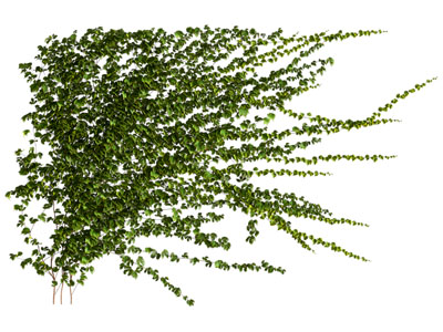 现代藤蔓植物