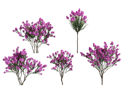 现代花树 景观树木