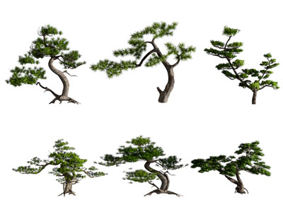 现代松树