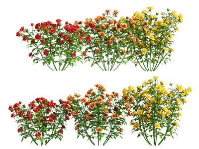 现代玫瑰花
