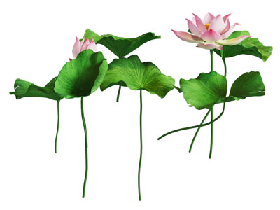 现代荷花荷叶草