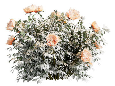 现代牡丹花花卉花草植物