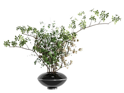 现代花艺 盆栽花艺 绿植花艺
